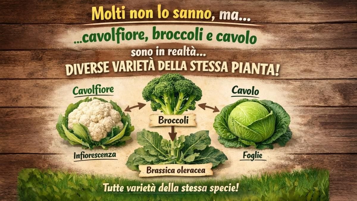 Molti non lo sanno, ma cavolfiore, broccoli e cavolo sono in realtà diverse varietà della stessa pianta