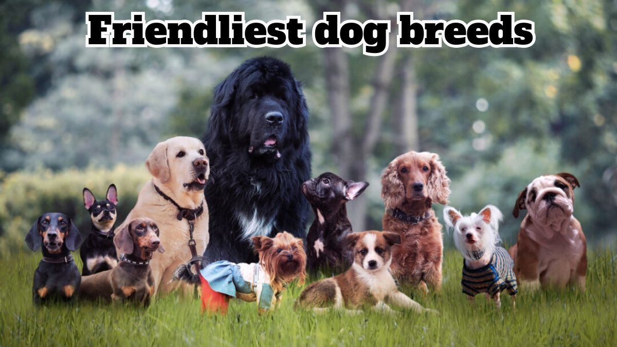 6 friendliest dog breeds that love people
