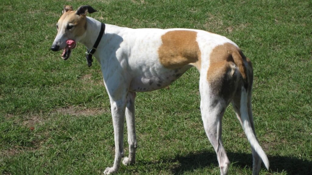 Fast Dogs 2026: Here are the 12 quickest breeds of adorable dog and their top speeds - including the loving Poodle
