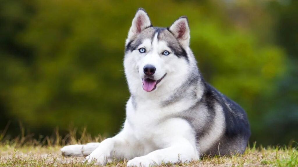 Why Siberian Huskies Have Blue Eyes