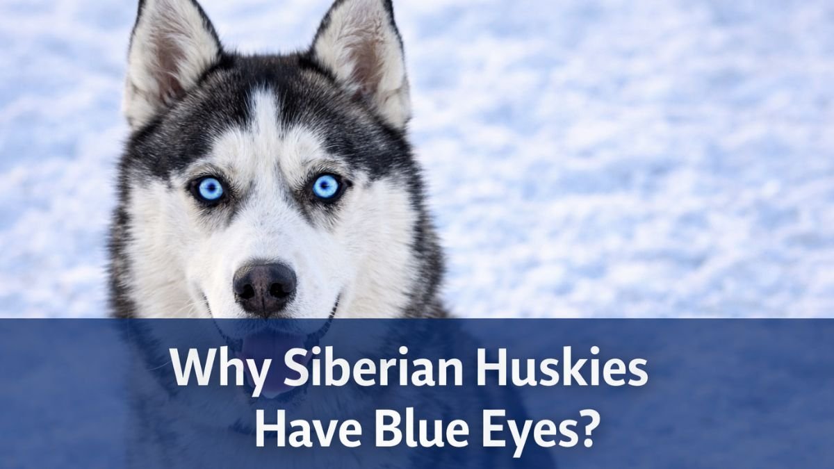 Why Siberian Huskies Have Blue Eyes ?