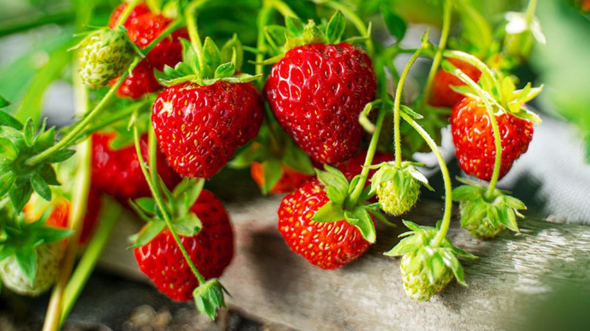 How to Grow Strawberries from Seed for a Bigger and Healthier Backyard Harvest