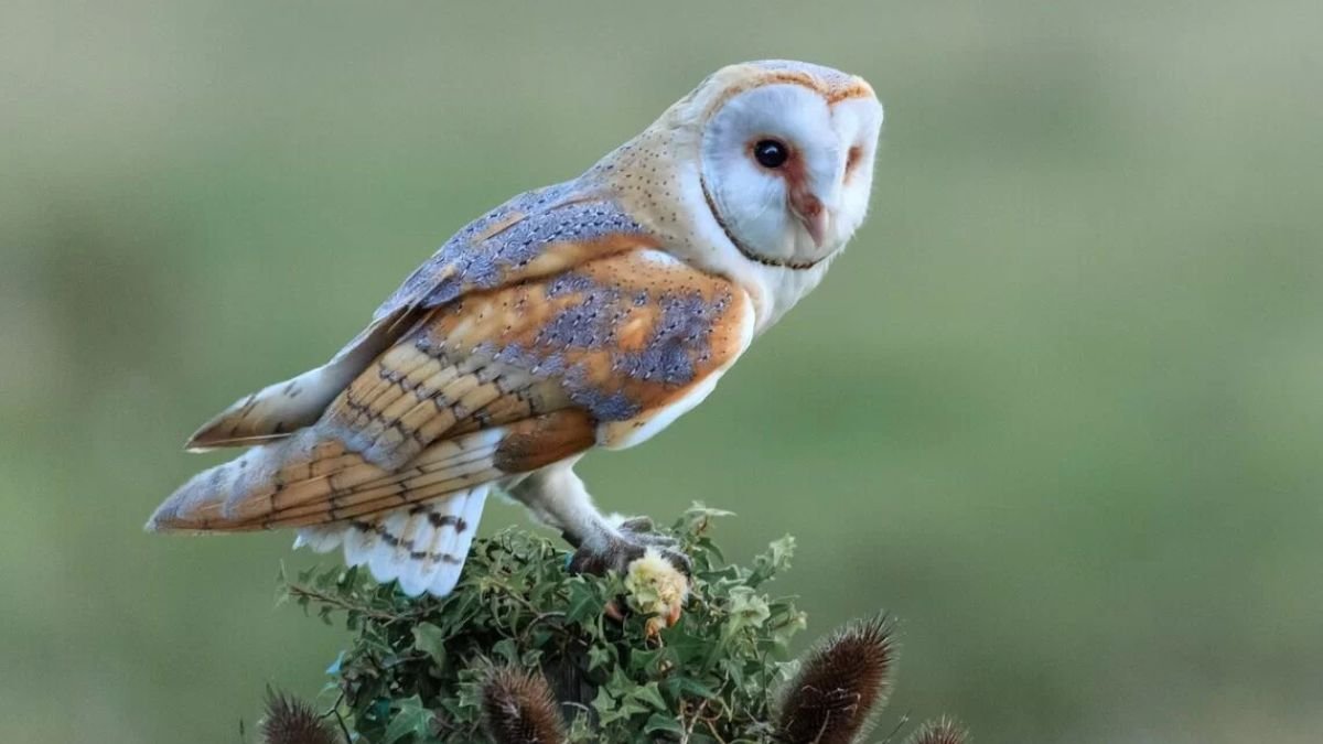 7 Secrets That Will Draw Owls to Your Home – Learn Now!