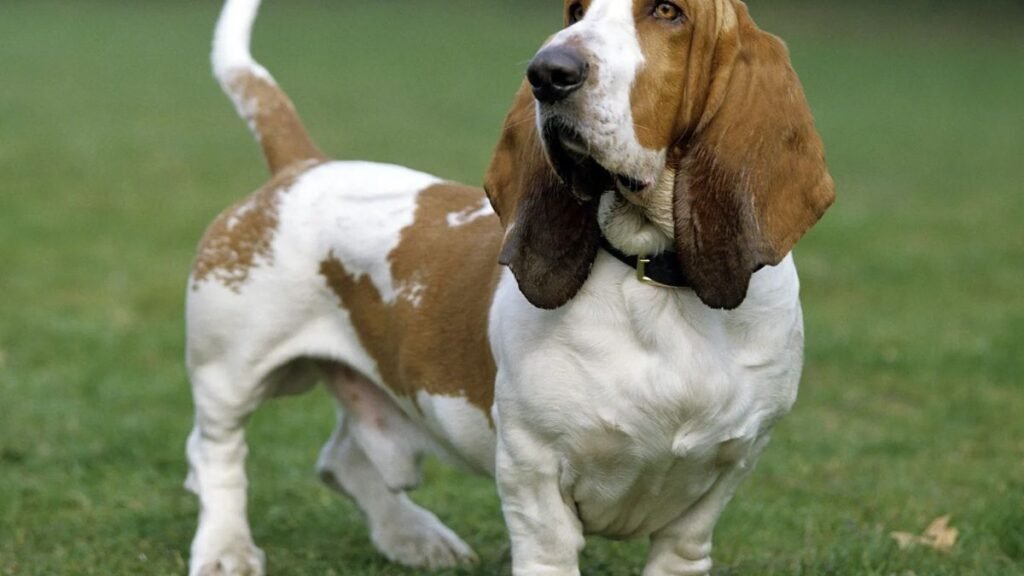 Top 8 Dog Breeds Known for Being Calm Indoors