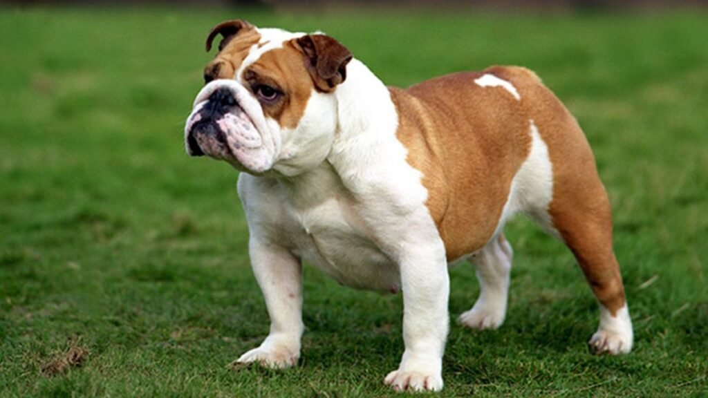 Top 8 Dog Breeds Known for Being Calm Indoors