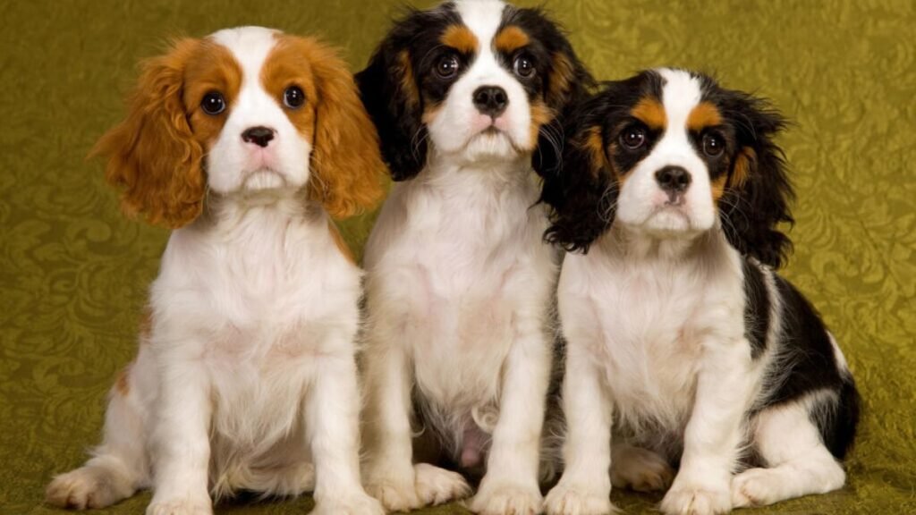 Top 8 Dog Breeds Known for Being Calm Indoors