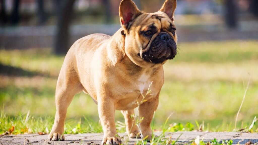 Top 8 Dog Breeds Known for Being Calm Indoors
