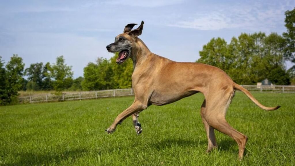 Top 8 Dog Breeds Known for Being Calm Indoors