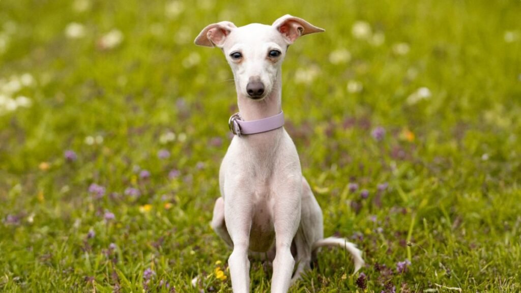 Top 8 Dog Breeds Known for Being Calm Indoors