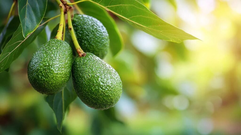 How to Grow an Avocado Tree From the Pit—No Matter Where You Live