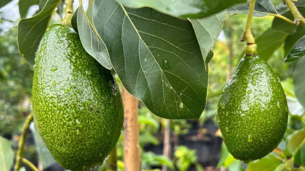 How to Grow an Avocado Tree From the Pit—No Matter Where You Live