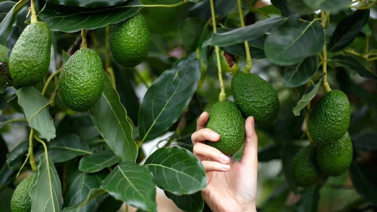 How to Grow an Avocado Tree From the Pit—No Matter Where You Live