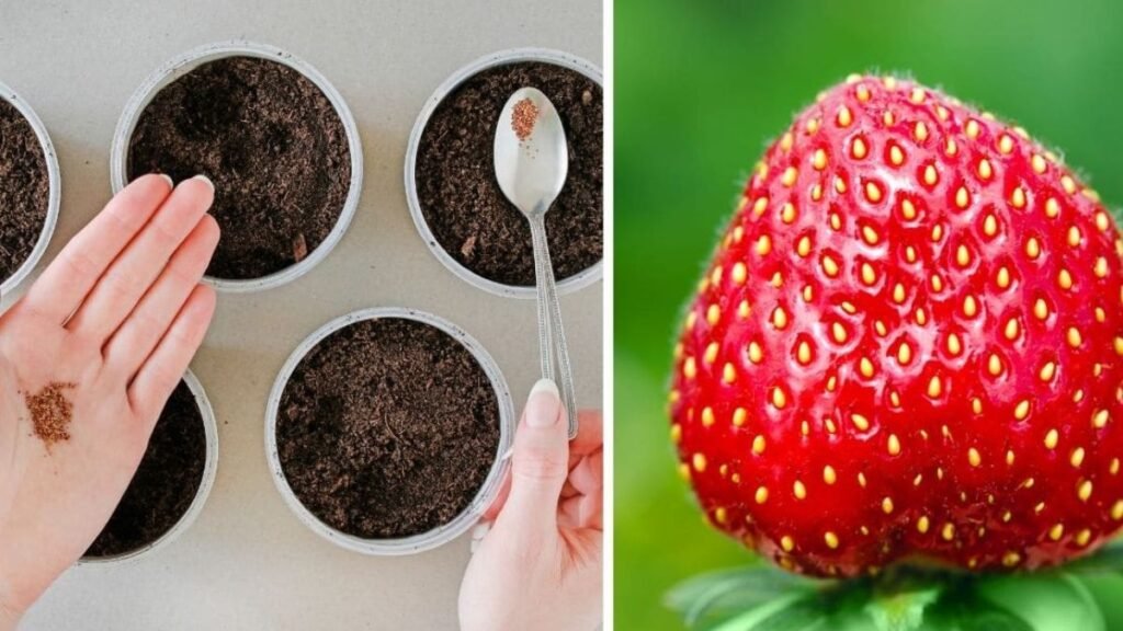 Choosing the Right Strawberry Seeds
