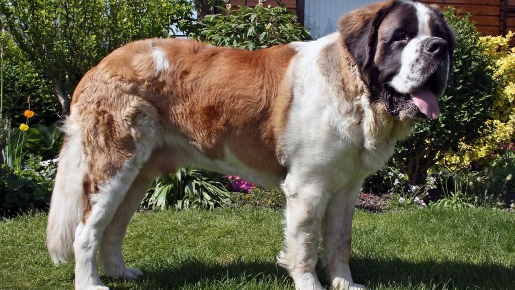 Top 8 Dog Breeds Known for Being Calm Indoors