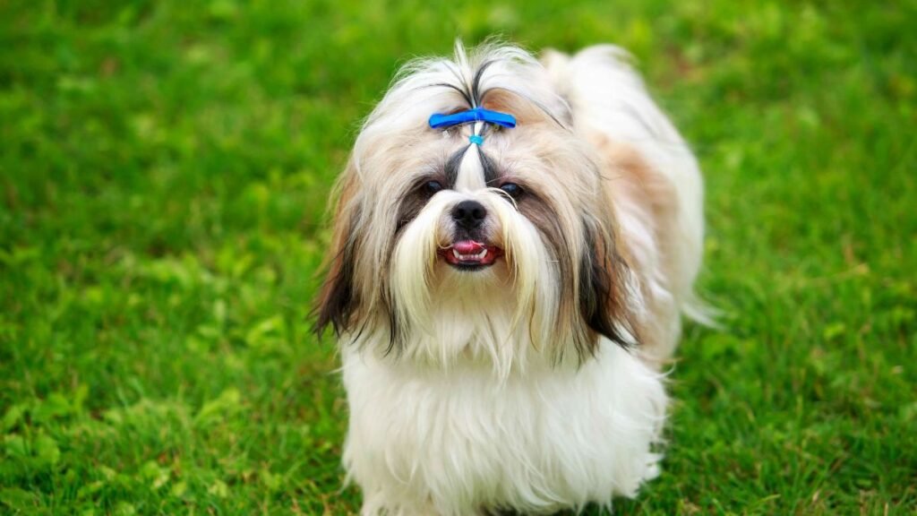 Top 8 Dog Breeds Known for Being Calm Indoors