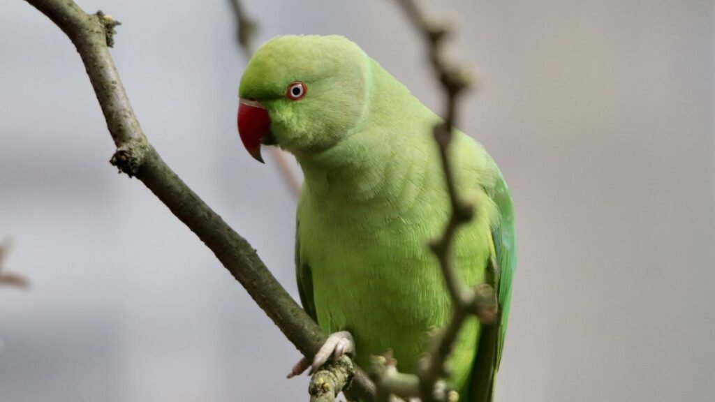 Si ves cotorras volando cerca de tu casa o jardín, te contamos qué significa y por qué es bueno