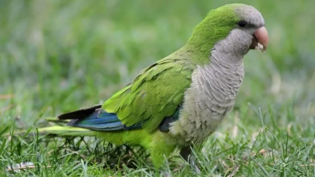 Si ves cotorras volando cerca de tu casa o jardín, te contamos qué significa y por qué es bueno