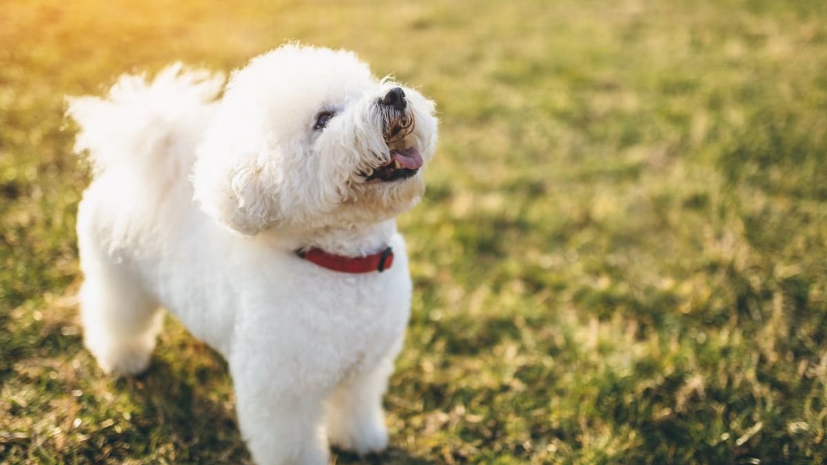 Top 8 Dog Breeds Known for Being Calm Indoors